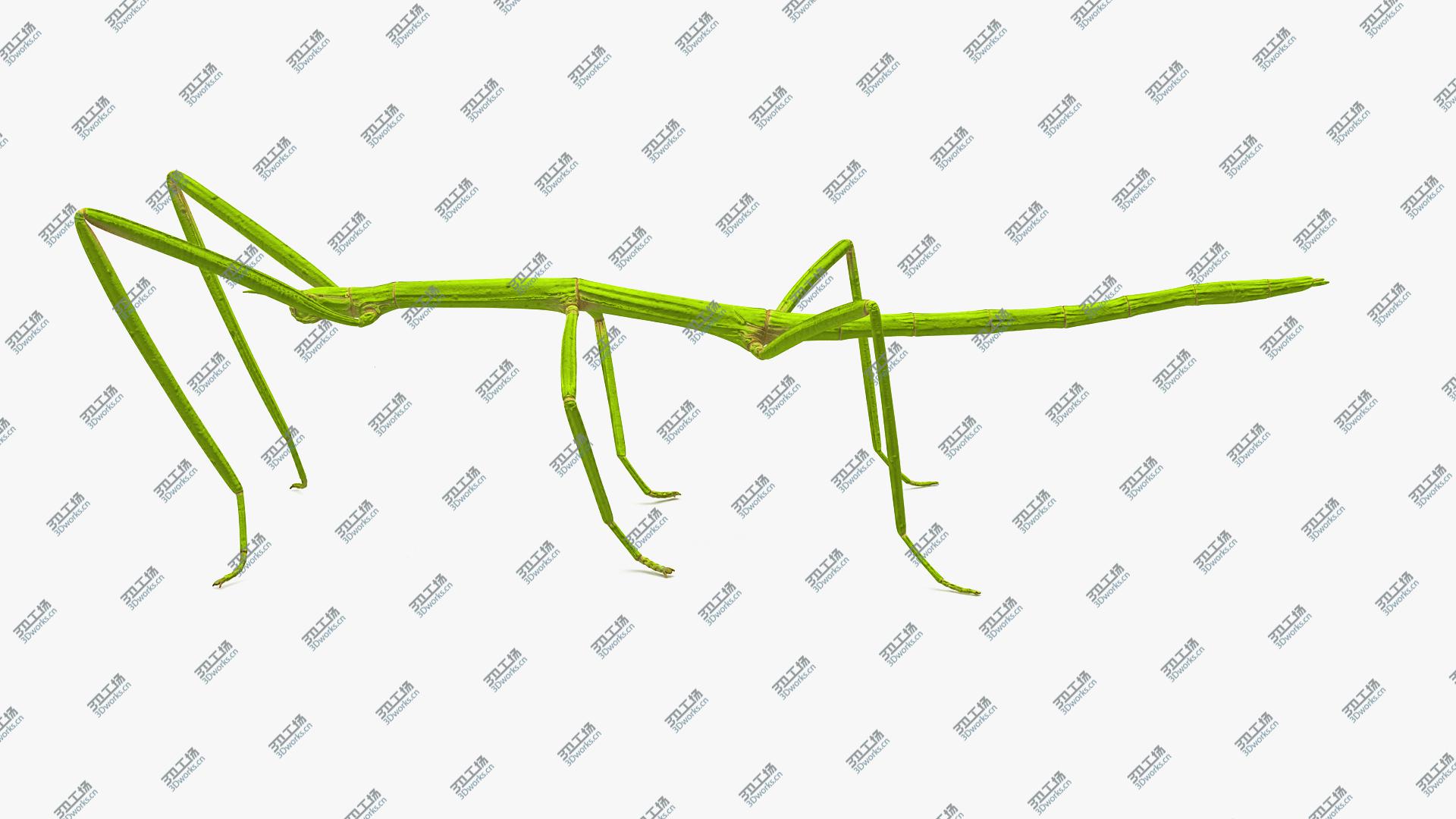 images/goods_img/202105071/Stick Insect Green Rigged 3D model/3.jpg